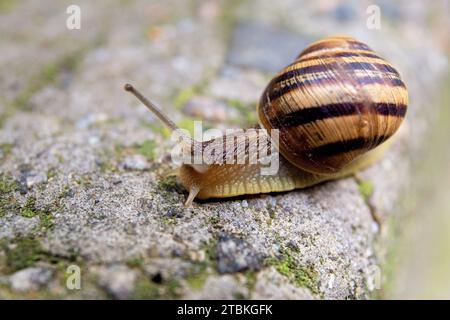 A large snail crawls on a gray stone close-up. Stock Photo