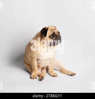 Pedigree purebred cute friendly Pug sits funny and looks with interest and expressiveness, isolated on a white background. Stock Photo