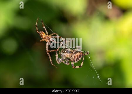 Spider Sam Ritual A close-up image showcasing the cross-section of a log covered with ...