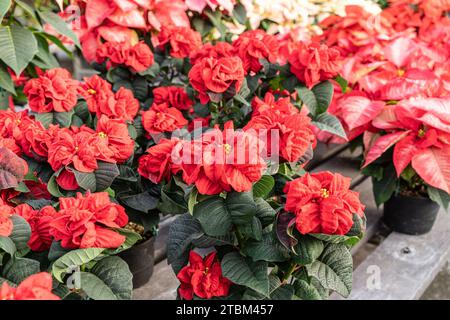 Beautiful winter rose poinsettia at greenhouse, blooming in time for the holiday season Stock Photo