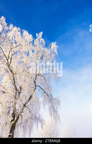Frosty tree branches against a blue sky on a cold winter day Stock Photo