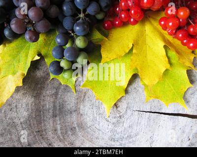 Yellow fallen maple leaves, bunches of black grapes and red berries of viburnum on the stump. Autumn colorful background Stock Photo