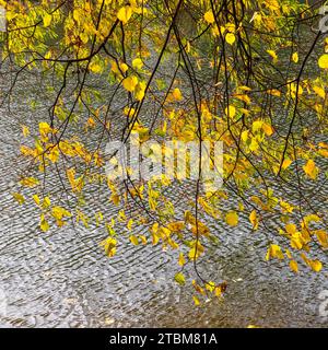 Bright yellow leaves on the branches above the water on a sunny autumn day. Autumn background Stock Photo