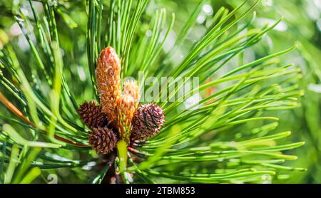 Pine branch with cones after rain on blurred background in spring Stock Photo