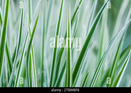 Decorative green and white striped grass. Arrhenatherum elatius bulbosum variegatum. Soft focus. Natural background Stock Photo