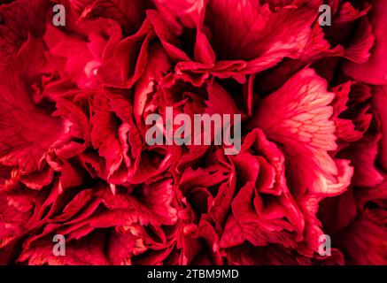 Retro art, vintage card and botanical concept, Abstract floral background, red carnation flower petals. Macro flowers backdrop for holiday brand Stock Photo