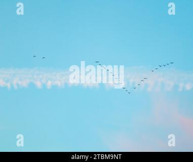 Flock of wild birds flying in a wedge against blue sky with white and pink clouds in sunset The concept of avian migratory Stock Photo
