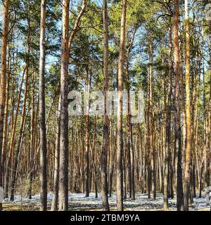Spring in pine forest. Tall pine trunks and unmelted snow in sunny day Stock Photo