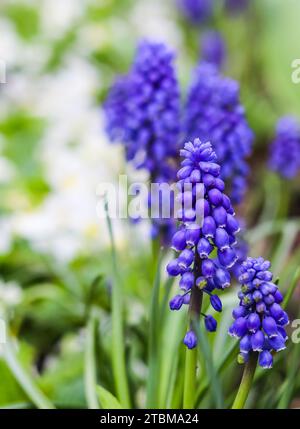 Blue buds flowers (Muscari armeniacum) or Grape Hyacinth. Viper bow Stock Photo