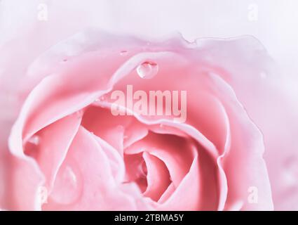 Soft focus, abstract floral background, pink rose flower. Macro flowers backdrop for holiday brand design Stock Photo