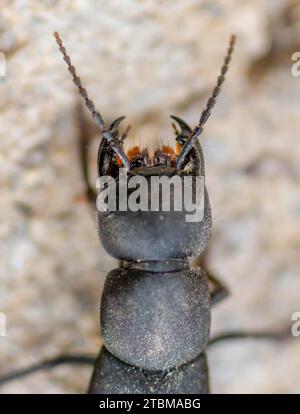 Devil's coach-horse beetle (Ocypus olens) Stock Photo