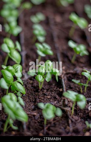 Basil (Ocimum basilicum) also known as Genovese, sweet or great basil seedlings in a germination tray Stock Photo