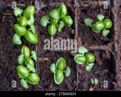 Basil (Ocimum basilicum) also known as Genovese, sweet or great basil seedlings in a germination tray Stock Photo