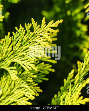 Close-up of a green yellow juniper branches. Natural background. High quality photo Stock Photo