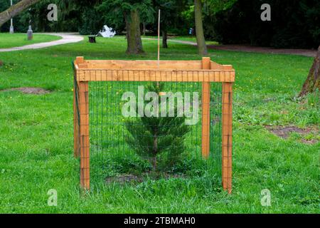 Mesh tree guard protecting young tree from wildlife damage. Fence protecting tree in the park Stock Photo