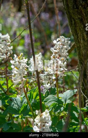 White flowers of Hollowroot in the forest. Blooming (Corydalis cava) in springtime Stock Photo