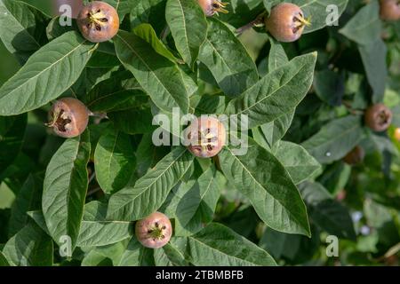 The medlar or common medlar (Mespilus or Crataegus Germanica) fruits and leaves Stock Photo