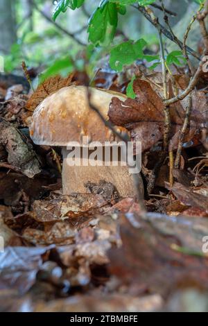 Summer cep (Boletus reticulatus) mushroom growing in the forest. Close up. Selective focus Stock Photo
