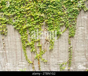 ivy leaves on gray brick background Stock Photo