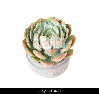 Miniature succulent plants (succulent cactus) in cement pot with word sweet home isolated on white Stock Photo