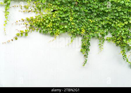 ivy leaves isolated on white background Stock Photo