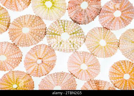 sea urchin shell isolated on white background Stock Photo