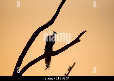 Silhouette of a peacock perched on a branch at sunset. Stock Photo