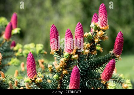 Norway spruce cones in spring Picea cones Stock Photo