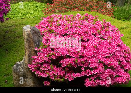 Low pink flowering shrub azalea in spring garden Stock Photo