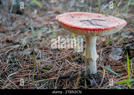 Toadstool, fly agaric glowing in the autumn forest. Stock Photo