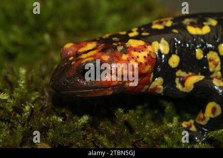 Colorful detailed closeup on a Portuguese fire salamander, Salamandra gallaica with it's typical pointed head and red colors Stock Photo
