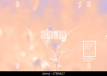 Peach Fuzz colored photo. Image with text Color of the Year 2024. Floral backdrop. Burdock agrimony Bur. Abstract background. Natural Beige. Pampas gr Stock Photo