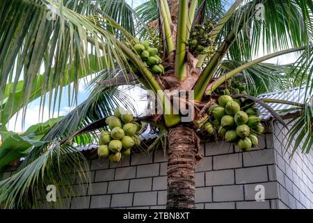 Many coconut on the tree in Vietnam Stock Photo