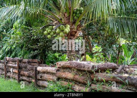 Many coconut on the tree in Vietnam Stock Photo