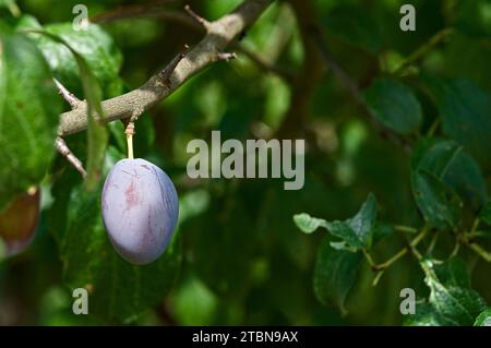 Close-upof one mature plum hanging in plum tree Stock Photo