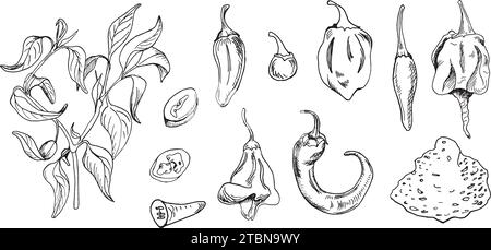 Hot peppers bush vector illustration isolated on white. Hand drawn ink trinidad scorpion pepper. Cayenne pepper black white graphic. Chili hot pepper Stock Vector