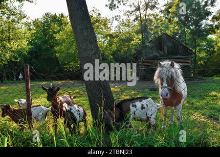 Domestic animals in a wire-fenced country yard. Green grass and the lush greenery around the yard Stock Photo