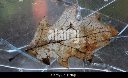 Nursery web spider (Pisaura mirabilis) sitting on dry leaf in a shattered window. Stock Photo