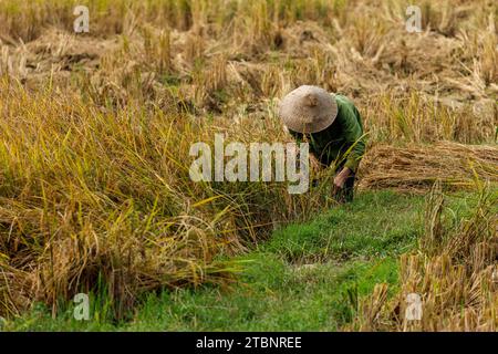 The Rice Harvest in the Bac Son Valley in Vietnam Stock Photo