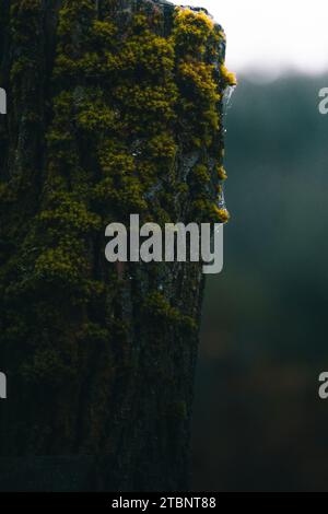 Close up shot of a mossy wooden pole. Stock Photo