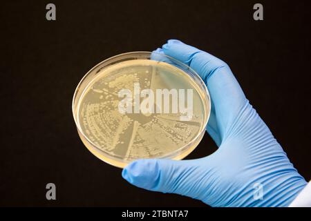 Streaking of an aqar plate to produce a single colony Stock Photo