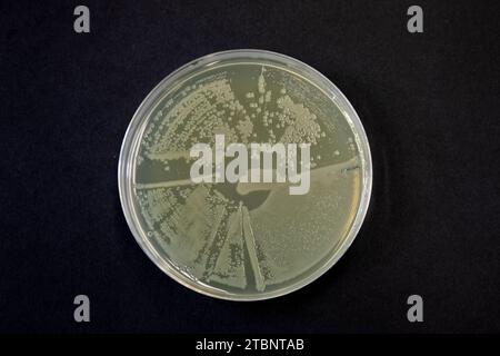 Streaking of an aqar plate to produce a single colony Stock Photo