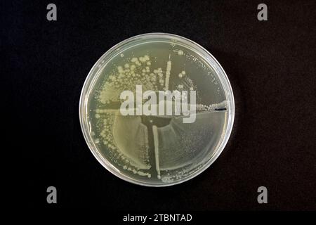 Streaking of an aqar plate to produce a single colony Stock Photo