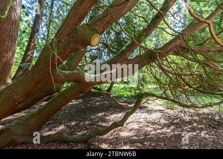 External view at St Peter & St Paul's Abington Church in Northampton, England, UK Stock Photo