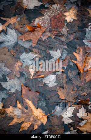 Brown fallen leaves frozen in the ice on a late autumn day. Stock Photo