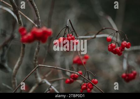 Bunches of bright red viburnum opulus berries in winter. Stock Photo