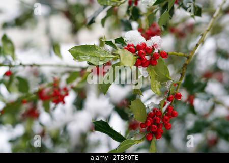 Winter Berries - snow covered bunches of ripe red cotoneaster berries on a winter day and frost on the branches. Winter Scene Detail of Snow. Close-up Stock Photo