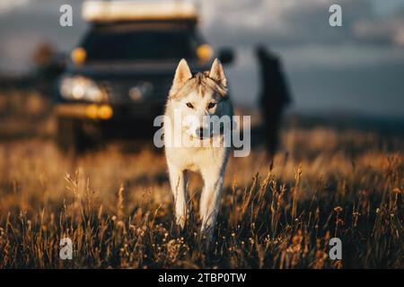 Husky Puppy Walking towards Camera at Sunset Stock Photo