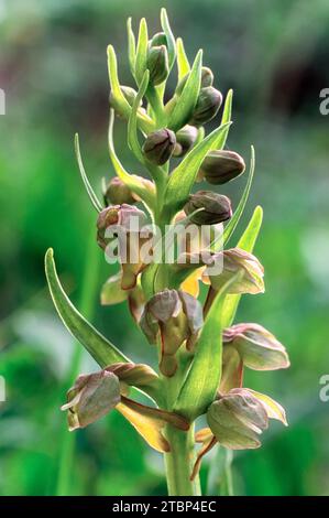 frog orchid (Coeloglossum viride = Dactylorhiza viridis), Orchidaceae. Wild european orchid. rare plant. Italy, Tuscany. Stock Photo