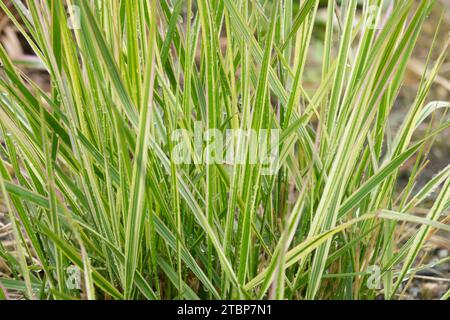 Calamagrostis Reed Grass Variegated Foliage Leaves Calamagrostis x acutiflora "Overdam" Garden Season,Spring Feather Reed Grass Plant Stock Photo